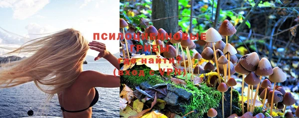 шишки Мегион