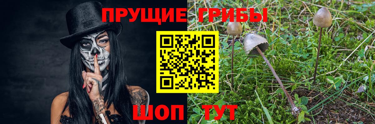 Железногорск  Псилоцибиновые грибы GOLDEN TEACHER  Вход с VPN  Псилоцибиновые грибы прущие грибы 